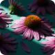 Echinacea Purpurea