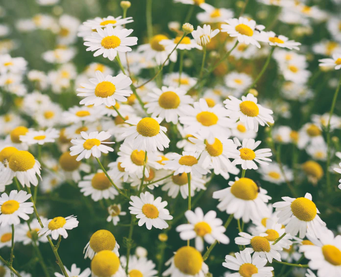 chamomile