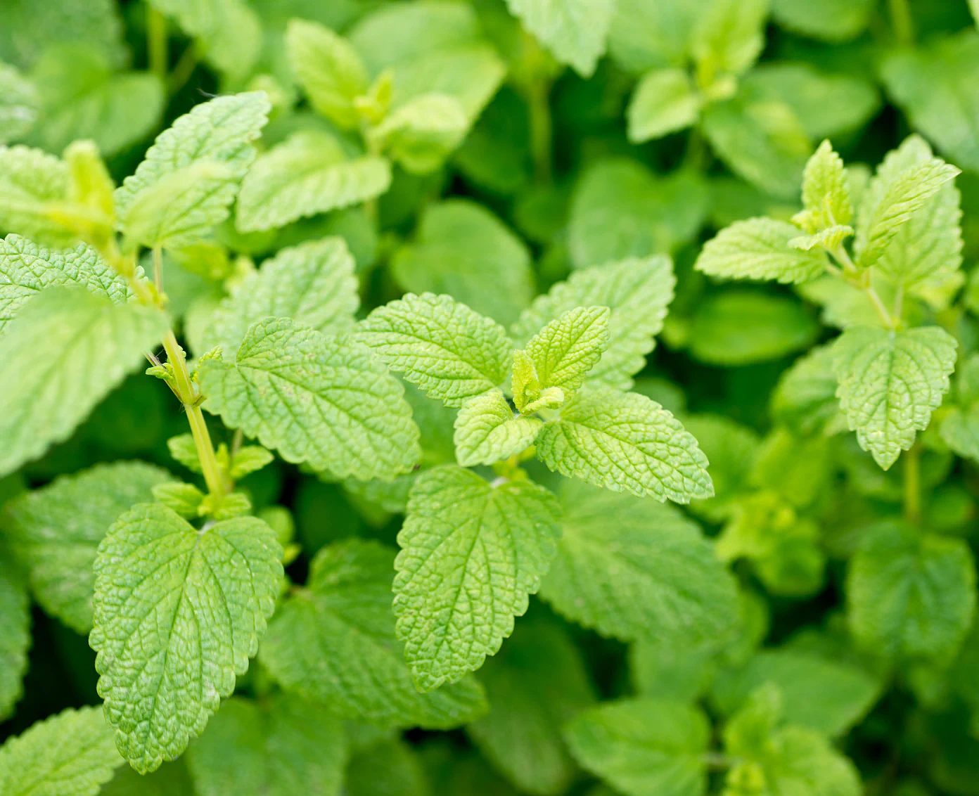 growing leaves