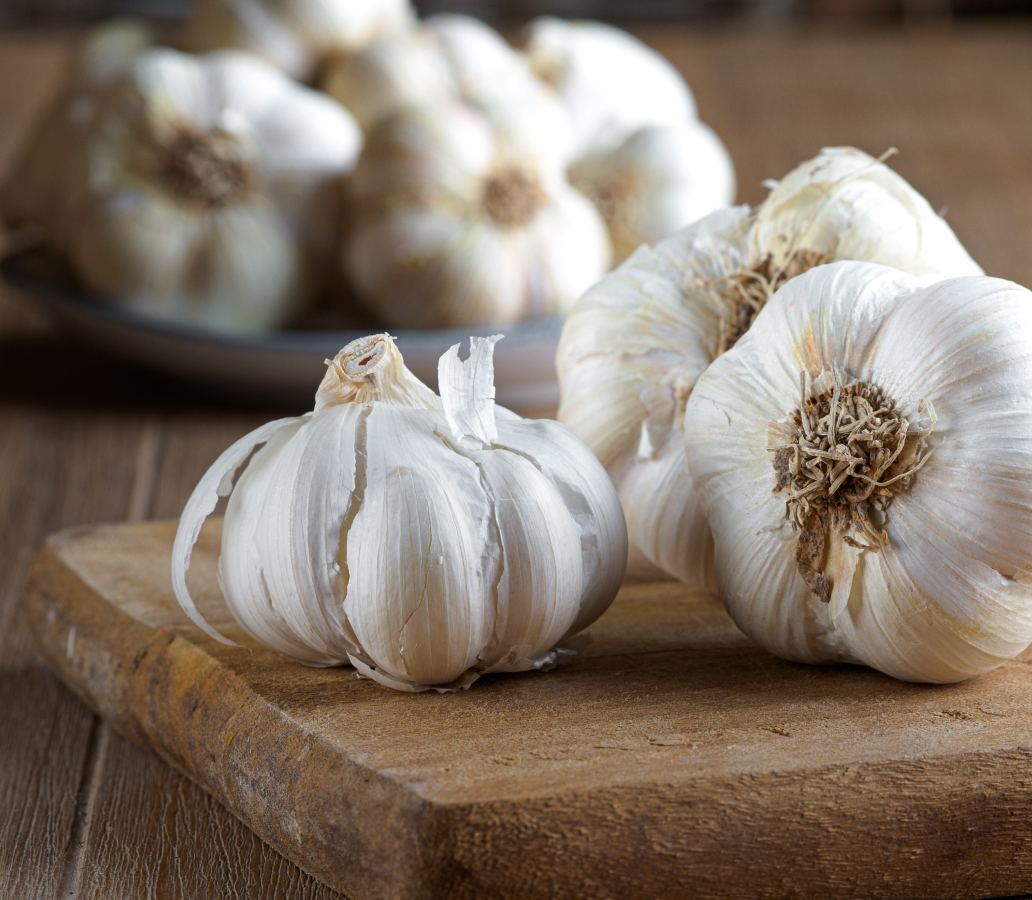 garlic-bulb