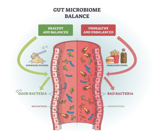 Gut Microbiome Balance