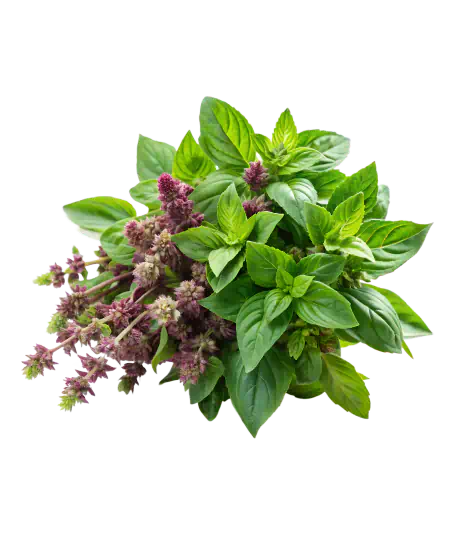 Holy basil plant