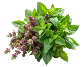 Holy basil plant