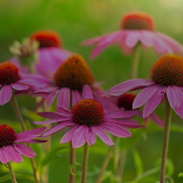 Echinacea