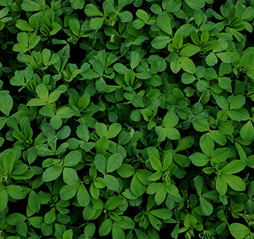 Alfalfa