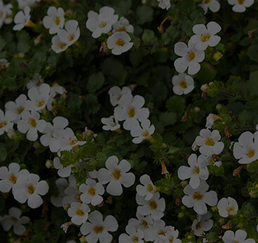 Bacopa Aerial Extract