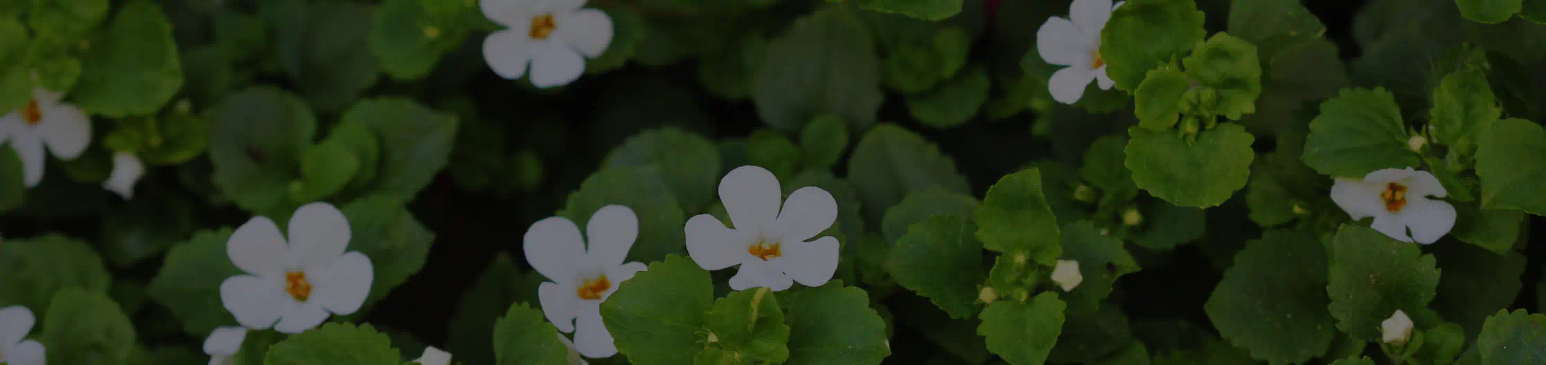 Bacopa Monnieri Whole Plant Extract (300 mg, standardized to 20% bacosides)