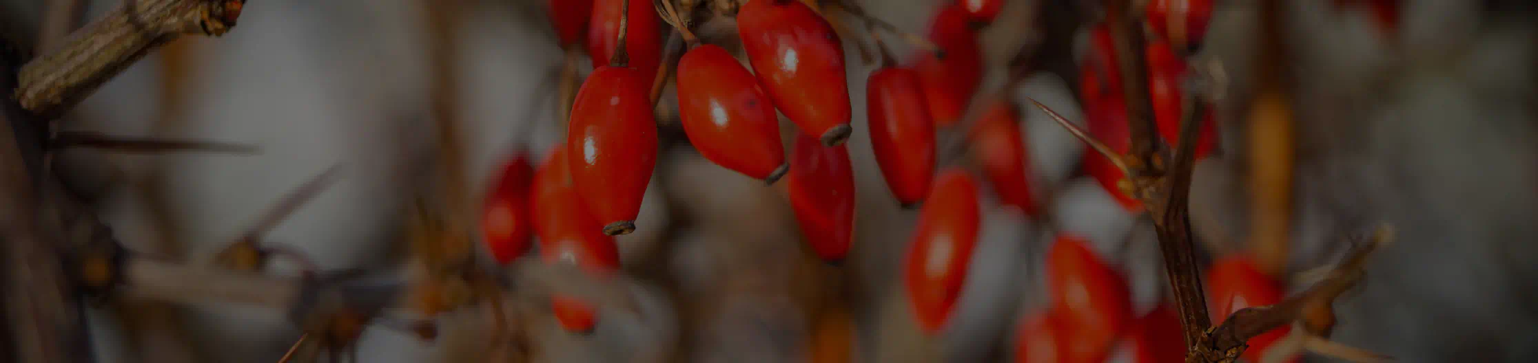 Berberine HCI