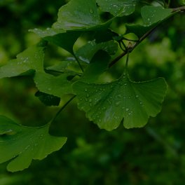 Ginkgo Biloba Extract