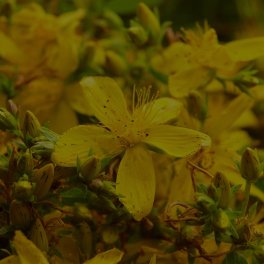 St. John's Wort Extract