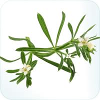 Cleavers