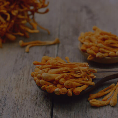 CORDYCEPS MILITARIS MUSHROOM