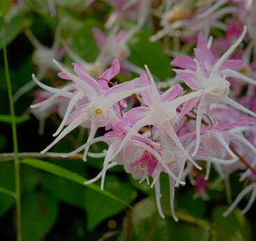 Epimedium (Horny Goat Weed)