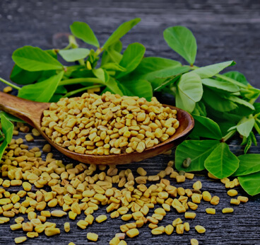 Fenugreek