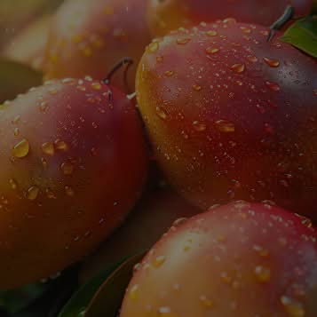 AFRICAN MANGO