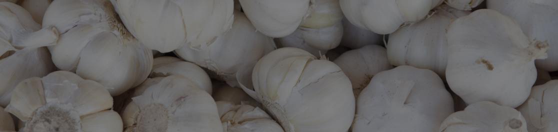 Garlic Bulb Extract