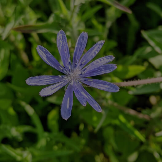 Inulin from Chicory Root