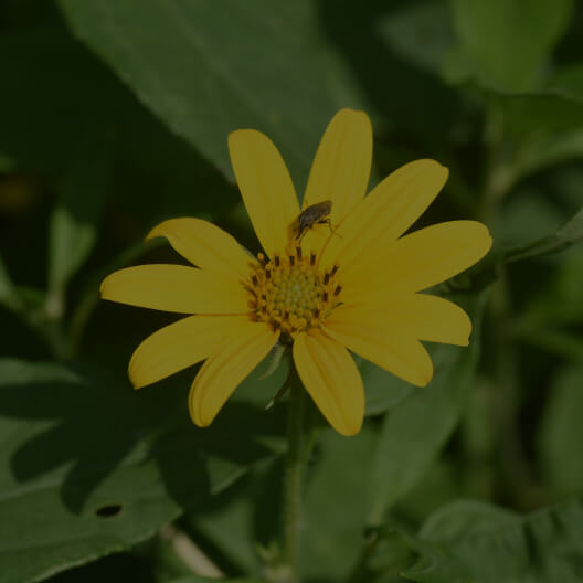 Inulin from Jerusalem Artichoke