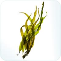 Kelp