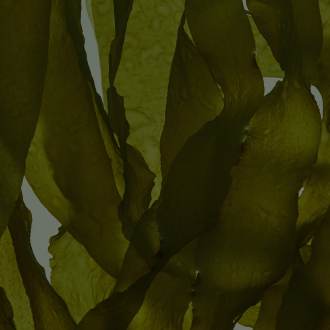 Kelp Extract
