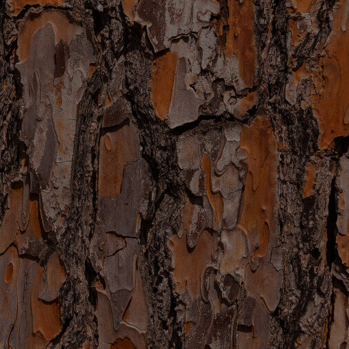 MARITIME PINE BARK EXTRACT