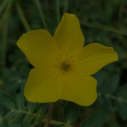 TRIBULUS TERRESTRIS POWDER