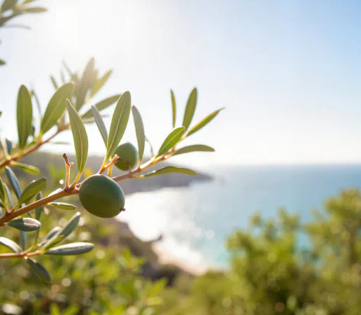 Olive tree