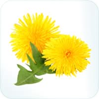 Dandelion flowers and leaf