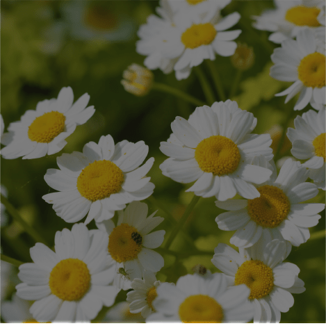 Feverfew extract