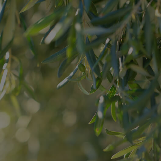 Olive leaves extract