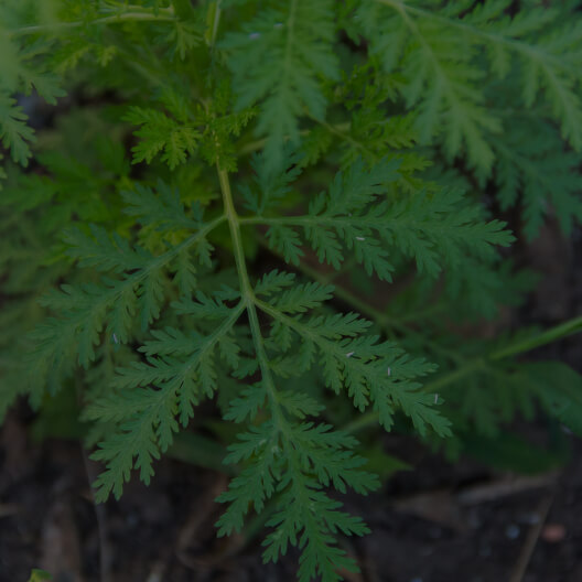 Sweet Wormwood Powder (leaf)