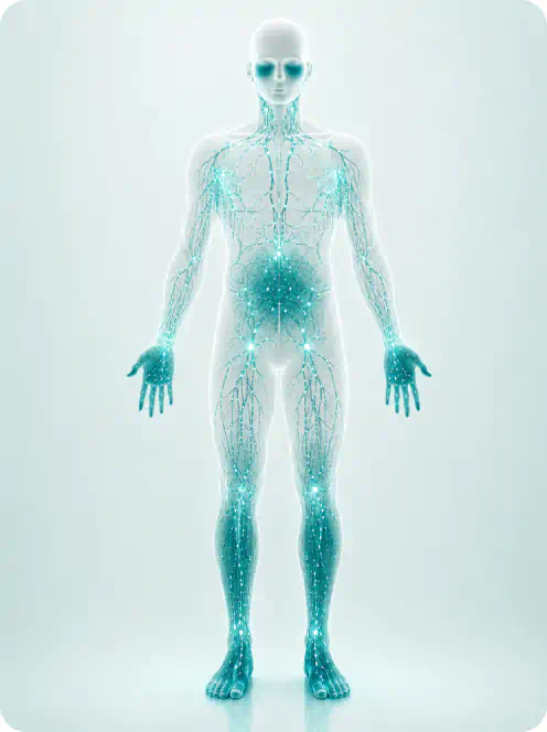 Illustration of the human lymphatic system